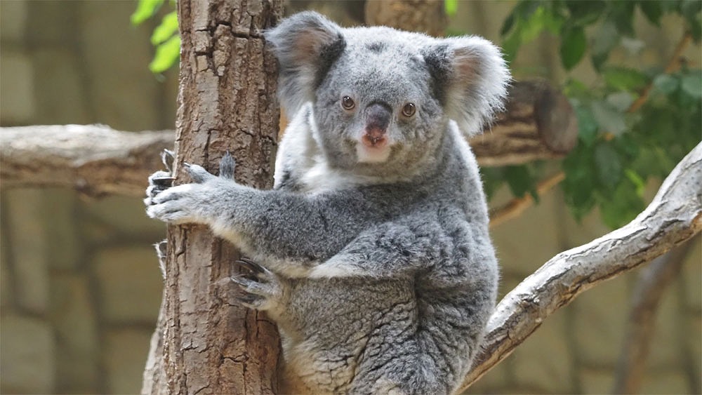 名古屋市千種区の東山動植物園の人気動物コアラが木につかまってカメラ目線をしている風景
