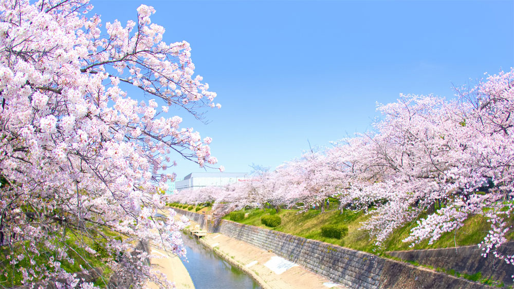 名古屋市瑞穂区の山崎川沿いに咲く満開の桜並木。青空の下、春の風情が川面に映え、心癒される絶景
